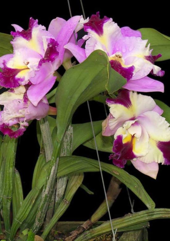 Tipos de Orquídeas Conheça as Principais Espécies em Fotos