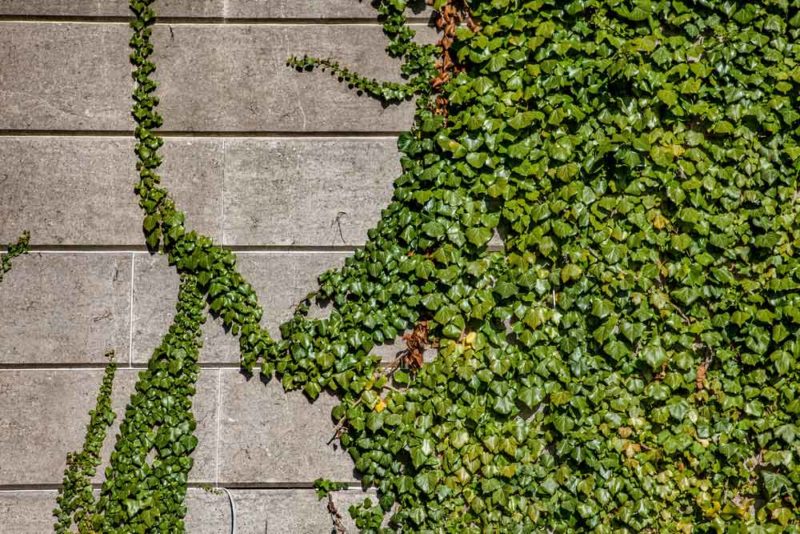 Trepadeira Espécies Cuidados e Fotos de Decoração a Planta