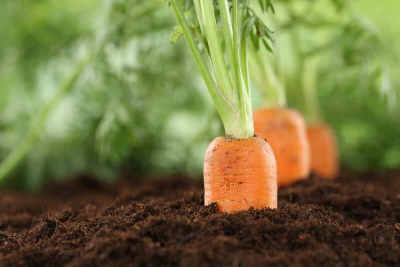 Como Plantar Cenoura Veja O Passo A Passo F Cil Para Seguir