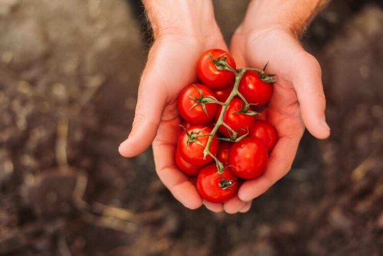 Como Plantar Tomate Cereja Dicas Essenciais Para Seguir