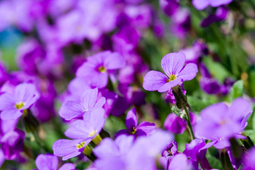 Descobrir 76+ imagem como cuidar planta violeta - br.thptnganamst.edu.vn