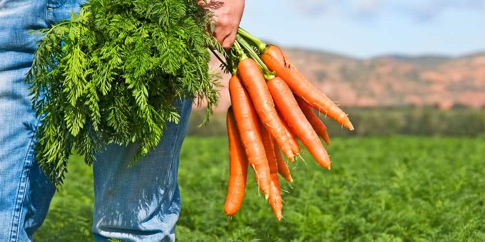 Como Plantar Cenoura Veja o Passo a Passo Fácil Para Seguir