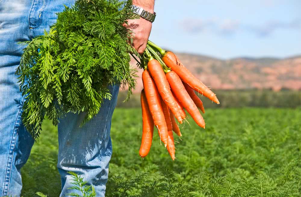 Como Plantar Cenoura Veja O Passo A Passo F Cil Para Seguir